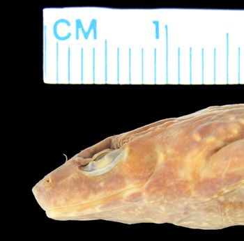 Media type: image; Herpetology A-17534